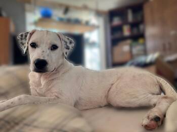Sunny -  Australian Cattle Dog Blue Heeler Dog for Adoption in Lakewood Ranch, Florida - Sunny | PetCurious