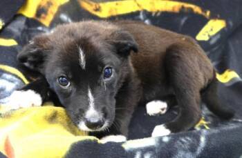 Fiona -  Shepherd Dog for Adoption in Thief River Falls, Minnesota - Fiona | PetCurious