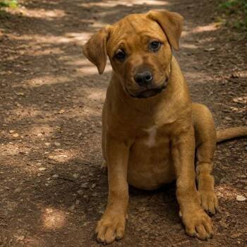 Pit Bull Terrier and Rottweiler Dogs Available for Adoption in Wadena, Minnesota - Pebbles | PetCurious