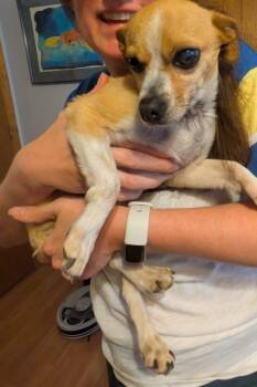 Chihuahua Dogs Available for Adoption in Albuquerque, New Mexico - Mickey | PetCurious