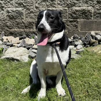 Teeny Tiny Mousey -  Mixed Breed Dog for Adoption in Charleston, West Virginia - Teeny Tiny Mousey | PetCurious