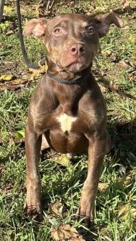 Hickory -  Pit Bull Terrier and Mixed Breed Dog for Adoption in New Albany, Indiana - Hickory | PetCurious