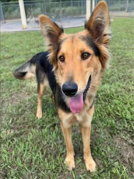 A429413 -  German Shepherd Dog Dog for Adoption in Conroe, Texas - A429413 | PetCurious