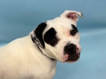 Norma -  Pit Bull Terrier and English Bulldog Dog for Adoption in Golden Valley, Minnesota - Norma | PetCurious