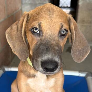 Fuji -  Great Pyrenees and Great Dane Dog for Adoption in Goleta, California - Fuji | PetCurious