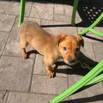 Labrador Retriever Dogs Available for Adoption in New York, New York - Waldorf | PetCurious