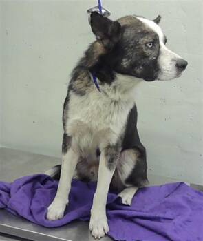 Akita and Mixed Breed Dogs Available for Adoption - A2066651 | PetCurious