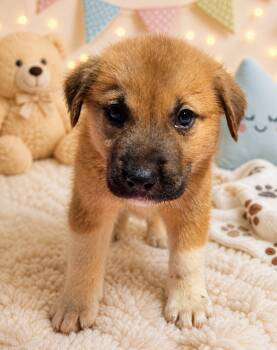 Anatolian Shepherd Dogs Available for Adoption in New Berlin, Wisconsin - JARED  $425 | PetCurious