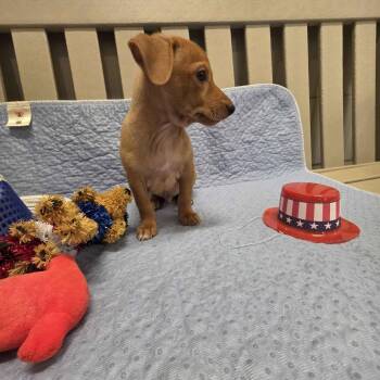 Perry -  Terrier and Dachshund Dog for Adoption in Beaumont, Texas - Perry | PetCurious