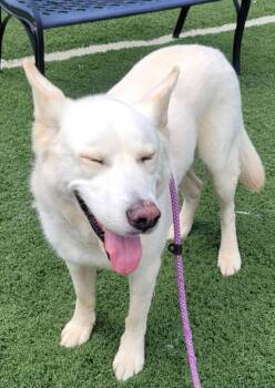 Aki -  German Shepherd Dog and Husky Dog for Adoption in Lovingston, Virginia - Aki | PetCurious