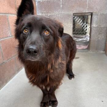 Canela -  Shepherd and Basset Hound Dog for Adoption in Goleta, California - Canela | PetCurious