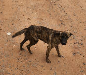 Rescue Cattle Dog Dogs for Adoption in Chinle, Arizona - Pickles | PetCurious