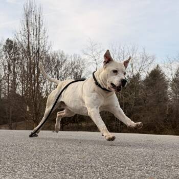American Staffordshire Terrier Dogs Available for Adoption - Cosmo | PetCurious