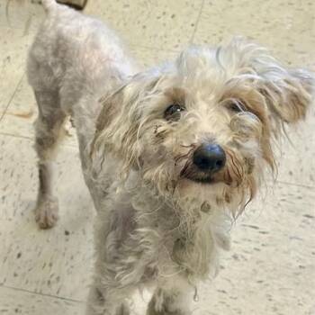 Rescue Poodle Dogs for Adoption in Pacific Grove, California - Crema | PetCurious