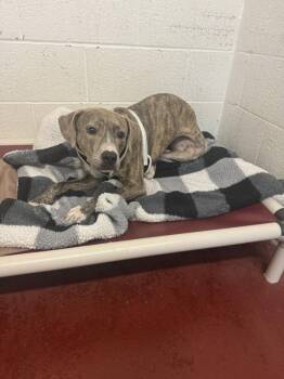 Calliope -  Plott Hound Dog for Adoption in Salisbury, Maryland - Calliope | PetCurious