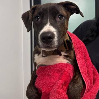 Miya -  Terrier Dog for Adoption in Abilene, Texas - Miya | PetCurious