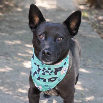 Mixed Breed Dogs Available for Adoption in Richmond, California - DELLA | PetCurious