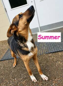 Summer -  German Shepherd Dog Dog for Adoption in Falls Creek, Pennsylvania - Summer | PetCurious