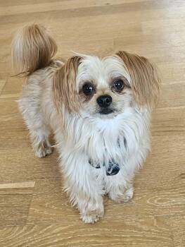 Chorkie Dogs Available for Adoption - Milo | PetCurious