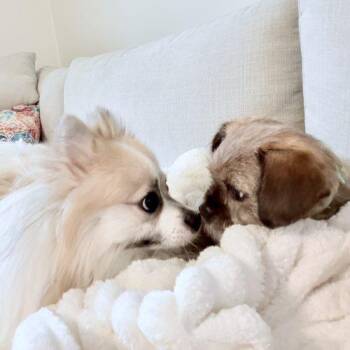 Nuggie -  Pomeranian Dog for Adoption in Fishers, Indiana - Nuggie | PetCurious