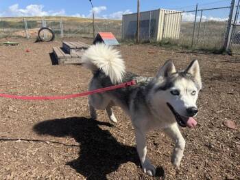 STAR -  Siberian Husky and Mixed Breed Dog for Adoption in Mckinleyville, California - STAR | PetCurious