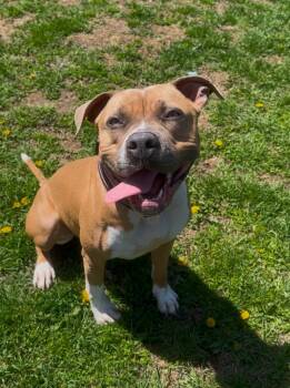 Rescue Pit Bull Terrier Dogs for Adoption in Marion, Ohio - Honey | PetCurious