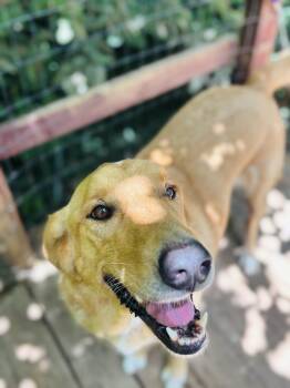 Rip -  Golden Retriever Dog for Adoption in Rogers, Arkansas - Rip | PetCurious