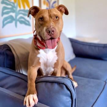 Blinky Baby loves the babies and belly rubs -  Pit Bull Terrier and American Staffordshire Terrier Dog for Adoption in Friendswood, Texas - Blinky Baby Loves The Babies And Belly Rubs | PetCurious