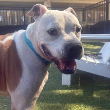 Archer -  Boxer and Mixed Breed Dog for Adoption in Charlottesville, Virginia - Archer | PetCurious