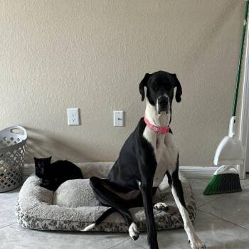 Gigi -  Great Dane Dog for Adoption in Glenfield, New York - Gigi | PetCurious