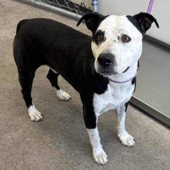 King -  Mixed Breed Dog for Adoption in Las Cruces, New Mexico - King | PetCurious