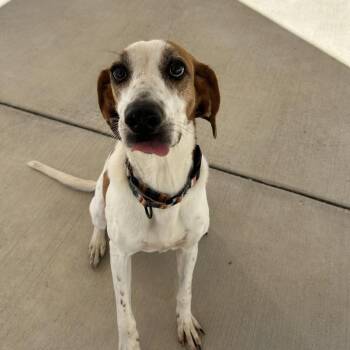 Pixie -  Treeing Walker Coonhound Dog for Adoption in Harrisonburg, Virginia - Pixie | PetCurious