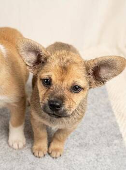 Mixed Breed Dogs Available for Adoption in Schertz, Texas - Asher | PetCurious