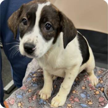 Terrier Dogs Available for Adoption - Maybelle | PetCurious