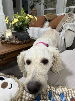 Pearl -  Standard Poodle and Labrador Retriever Dog for Adoption in Fort Worth, Texas - Pearl | PetCurious