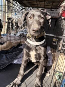 German Shepherd Dog and Labrador Retriever Dogs Available for Adoption in Pleasant Hill, California - Reily | PetCurious