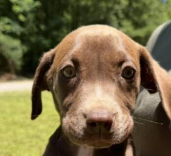 Hershey Sweets -  Labrador Retriever Dog for Adoption in Andover, Massachusetts - Hershey Sweets | PetCurious