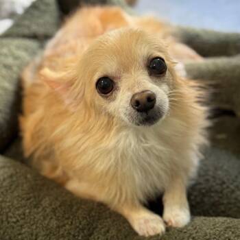 Pomeranian and Chihuahua Dogs Available for Adoption - Otis Bear | PetCurious