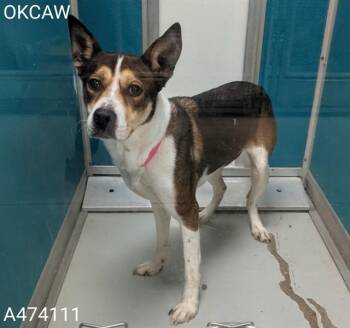 Siberian Husky and German Shepherd Dog Dogs Available for Adoption in Oklahoma City, Oklahoma - OKIE | PetCurious