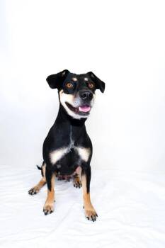 Adele -  Terrier Dog for Adoption in Bixby, Oklahoma - Adele | PetCurious