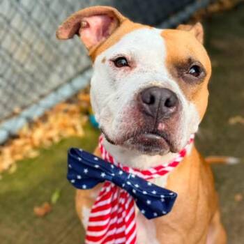 Reese ~ Coming Soon! -  Pit Bull Terrier Dog for Adoption in Chicago, Illinois - Reese ~ Coming Soon! | PetCurious