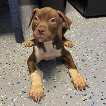 Brownie -  Pit Bull Terrier and Mixed Breed Dog for Adoption in Tuscaloosa, Alabama - Brownie | PetCurious