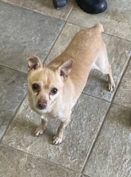 Chihuahua and Miniature Pinscher Dogs Available for Adoption - Paco | PetCurious