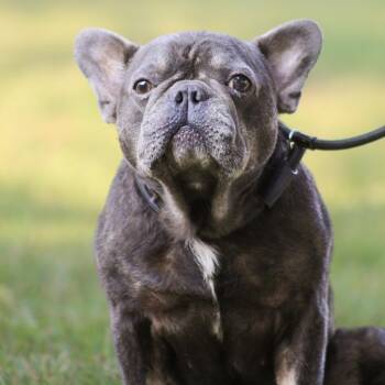 French Toast -  French Bulldog Dog for Adoption in Columbia, South Carolina - French Toast | PetCurious