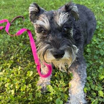 Molly - Foster Me -  Miniature Schnauzer Dog for Adoption in Homer Glen, Illinois - Molly - Foster Me | PetCurious