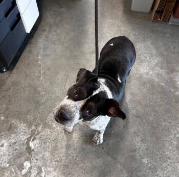 Cattle Dog and Pit Bull Terrier Dogs Available for Adoption in Gautier, Mississippi - Oreo | PetCurious