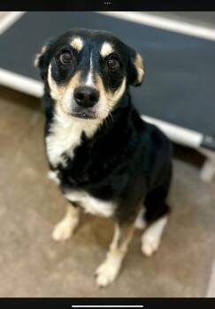 German Shepherd Dog Dogs Available for Adoption in Tom Bean, Texas - Muffin | PetCurious