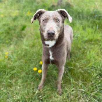 Labrador Retriever and Mixed Breed Dogs Available for Adoption - Tag | PetCurious