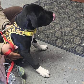 Playdoh -  Mixed Breed Dog for Adoption in Sonoma, California - Playdoh | PetCurious