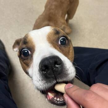 Pit Bull Terrier Dogs Available for Adoption in Bristol, Indiana - Squirrel | PetCurious